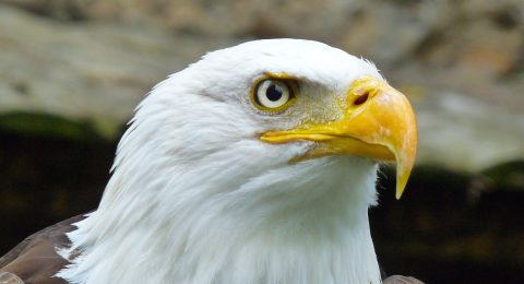 Cabeza de aguila. Foto de Tof Mayanoff